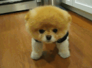 1773.gif