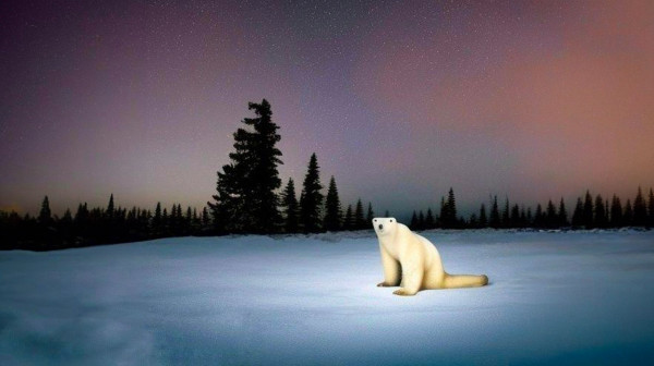 _polarbear2026_.jpg
